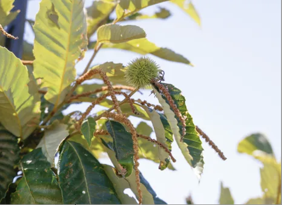 An close-up image of leaves and chestnut on a chestnut tree. 